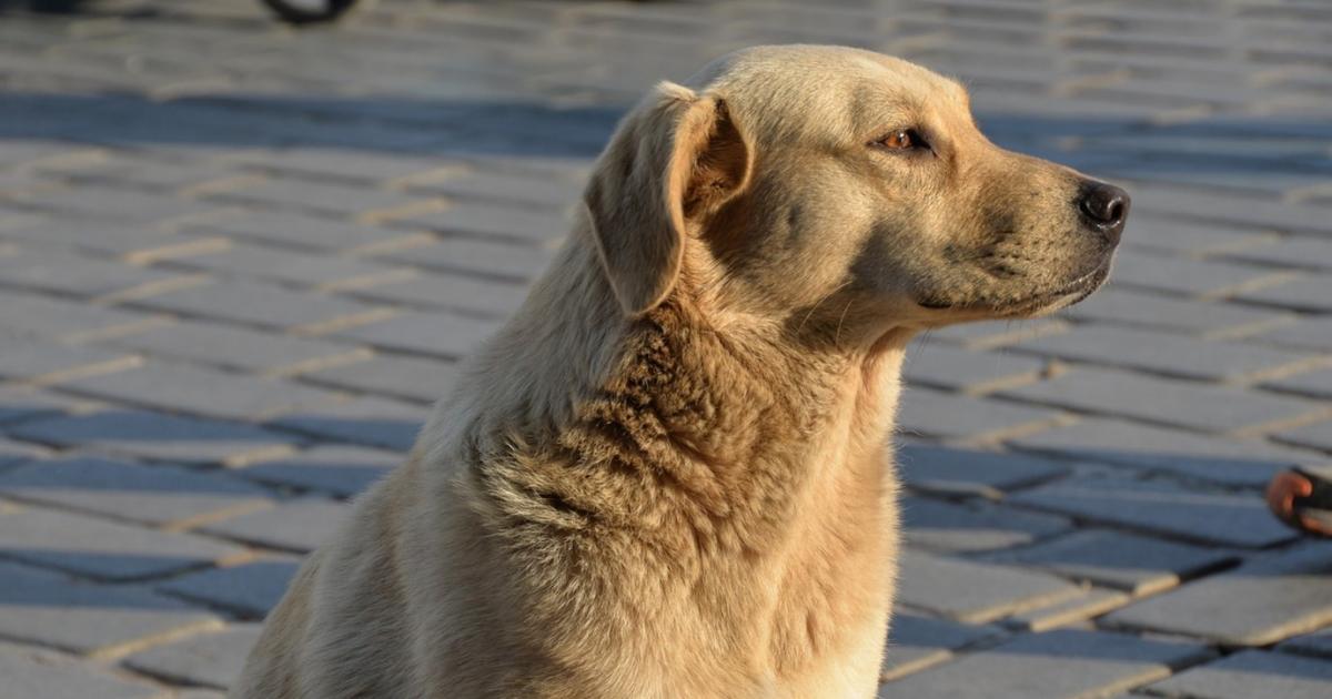 Türcü terör Türcü terör